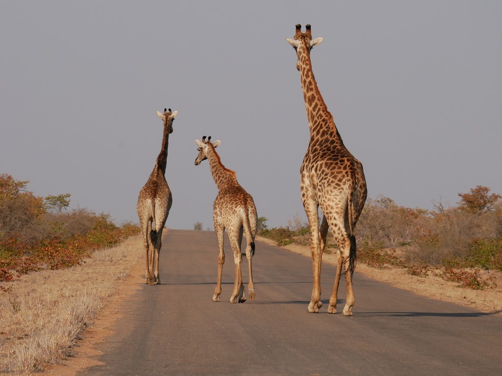 Colonie de vacances AFRIQUE DU SUD